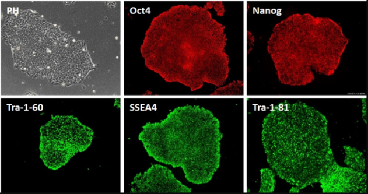 HapCult™ Episomal iPSC Reprogramming Kit/iPS重编程试剂盒（CD34+细胞、血细胞重编程）